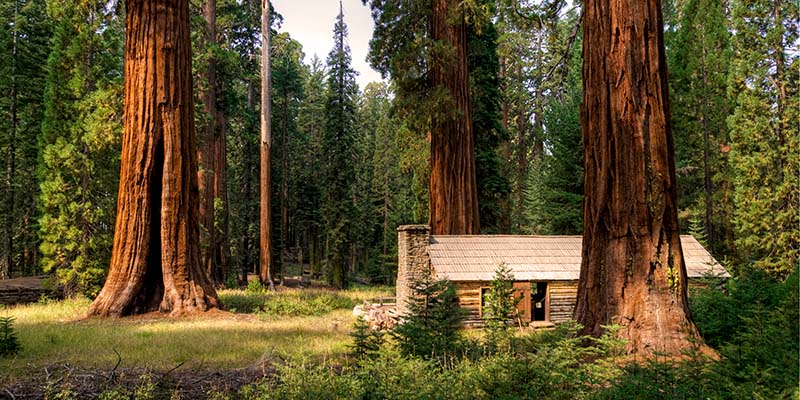 Mariposa-Grove